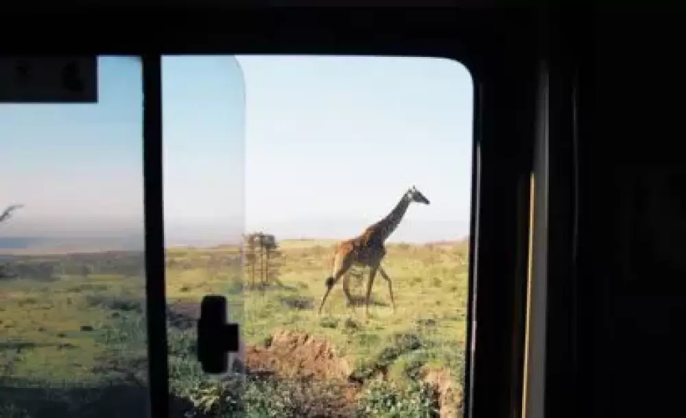 giraffe tanzania