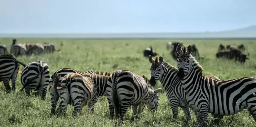 ngorongo crater safari tour zanzibar 2day